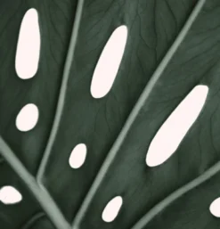 Americanflat 71" X 74" Shower Curtain Style 1 By ArtPrink 16 Americanflat 71" X 74" Shower Curtain Style 1 By ArtPrink -Americanflat GUEST 15c1f176 4103 49ea 9daa fe83092cc5ad