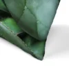 Agave Plant By Tanya Shumkina Throw Pillow - Americanflat 2 Agave Plant By Tanya Shumkina Throw Pillow - Americanflat -Americanflat GUEST 885c9e49 da3e 4418 8b8b 824f5f6f2031