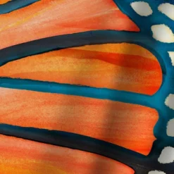 Americanflat 71" X 74" Shower Curtain, Monarch By Modern Tropical 7 Americanflat 71" X 74" Shower Curtain, Monarch By Modern Tropical -Americanflat GUEST e6efa652 c2a8 4be0 a0f7 1be9d936091d