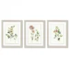 Botanical Illustrations By Asia Jensen - 3 Piece Gallery Framed Print Art Set -Americanflat GUEST fd6a3a02 5f21 4df7 b941 3dd9753f52f2